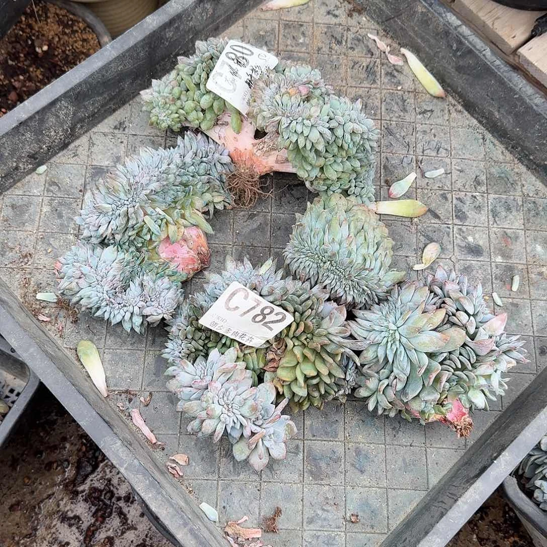 狂拍瑕疵福利呀呀呀呀