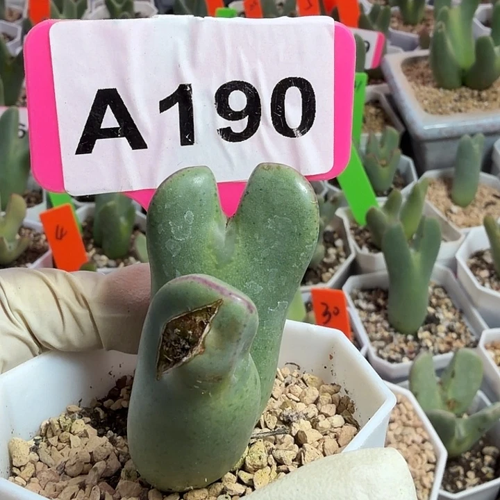 M***M190mmmmmmmmmnmnnnnnn