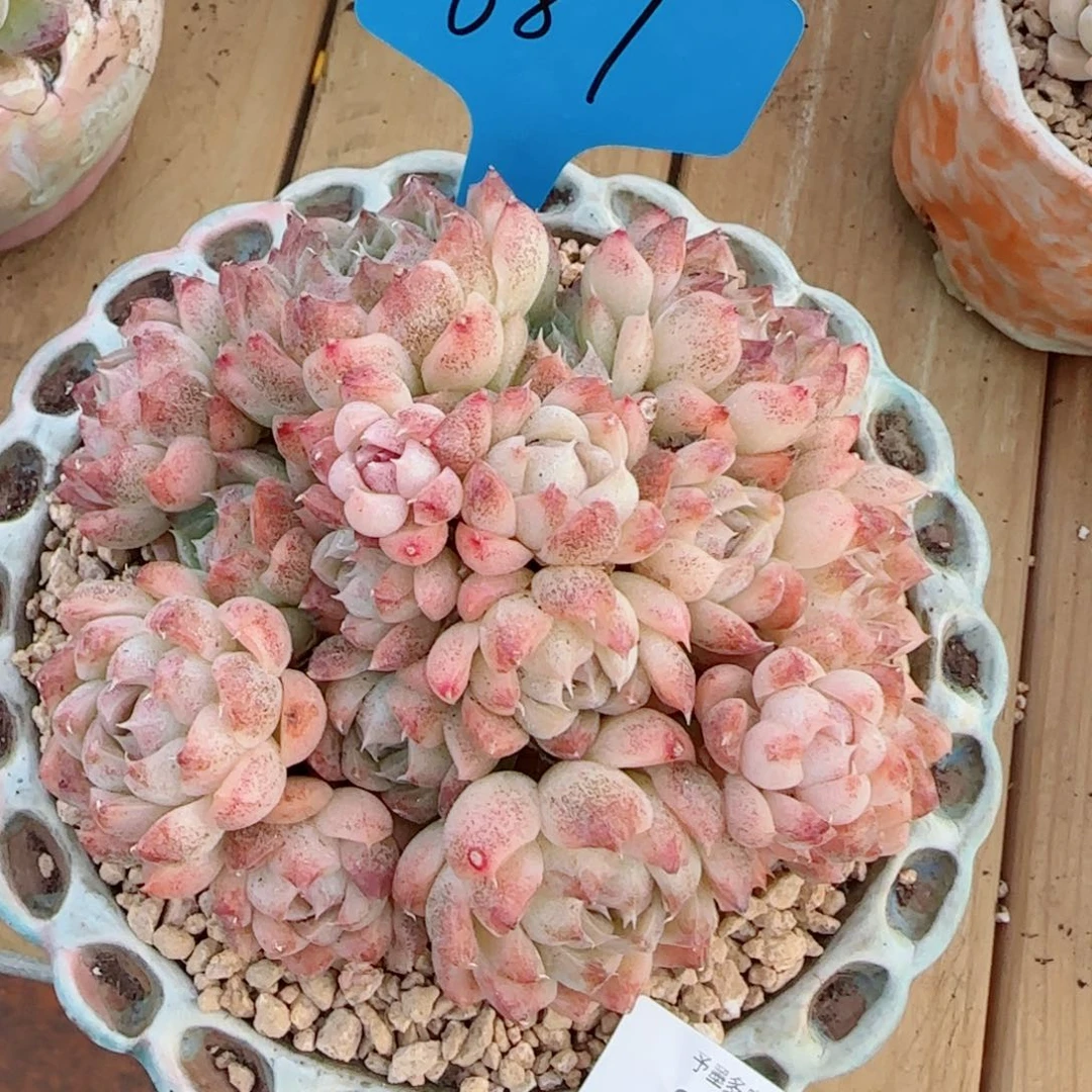 黑水晶，8627多肉植物