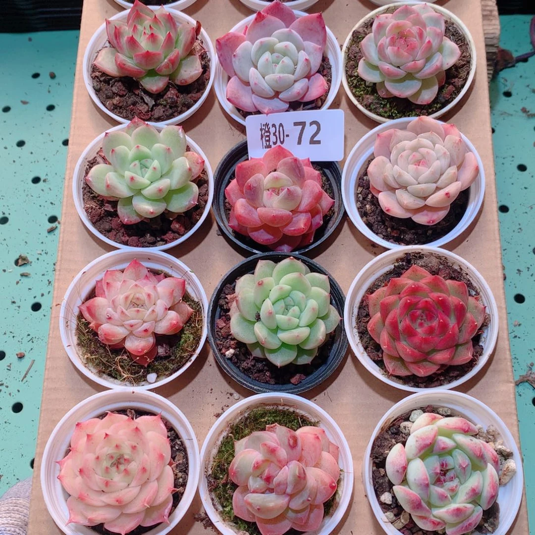 30-72一物一拍多肉带盆18颗