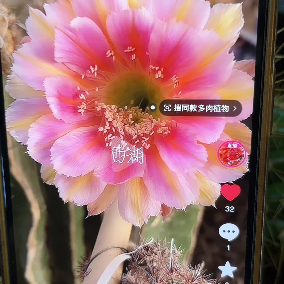 出水芙蓉彩侧牙20包邮仙人球1
