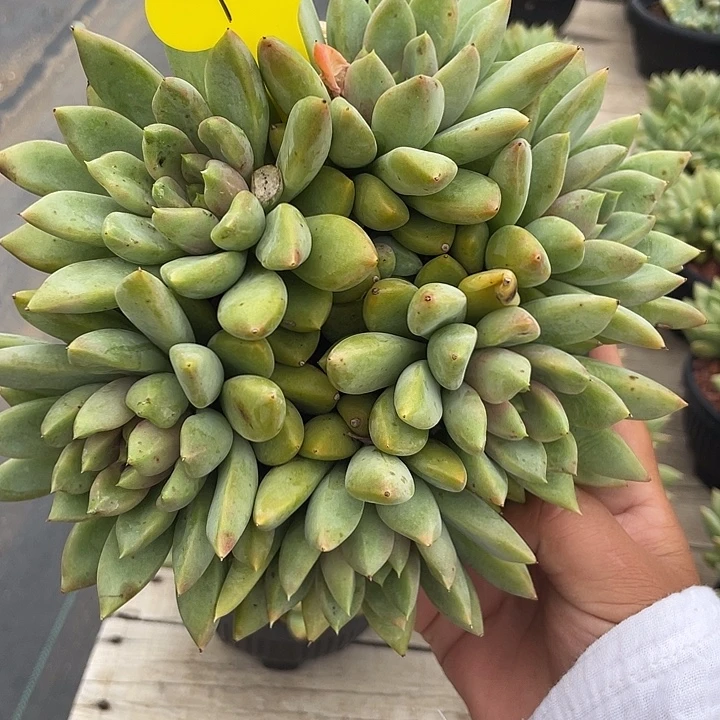 红象牙多肉植物群生299