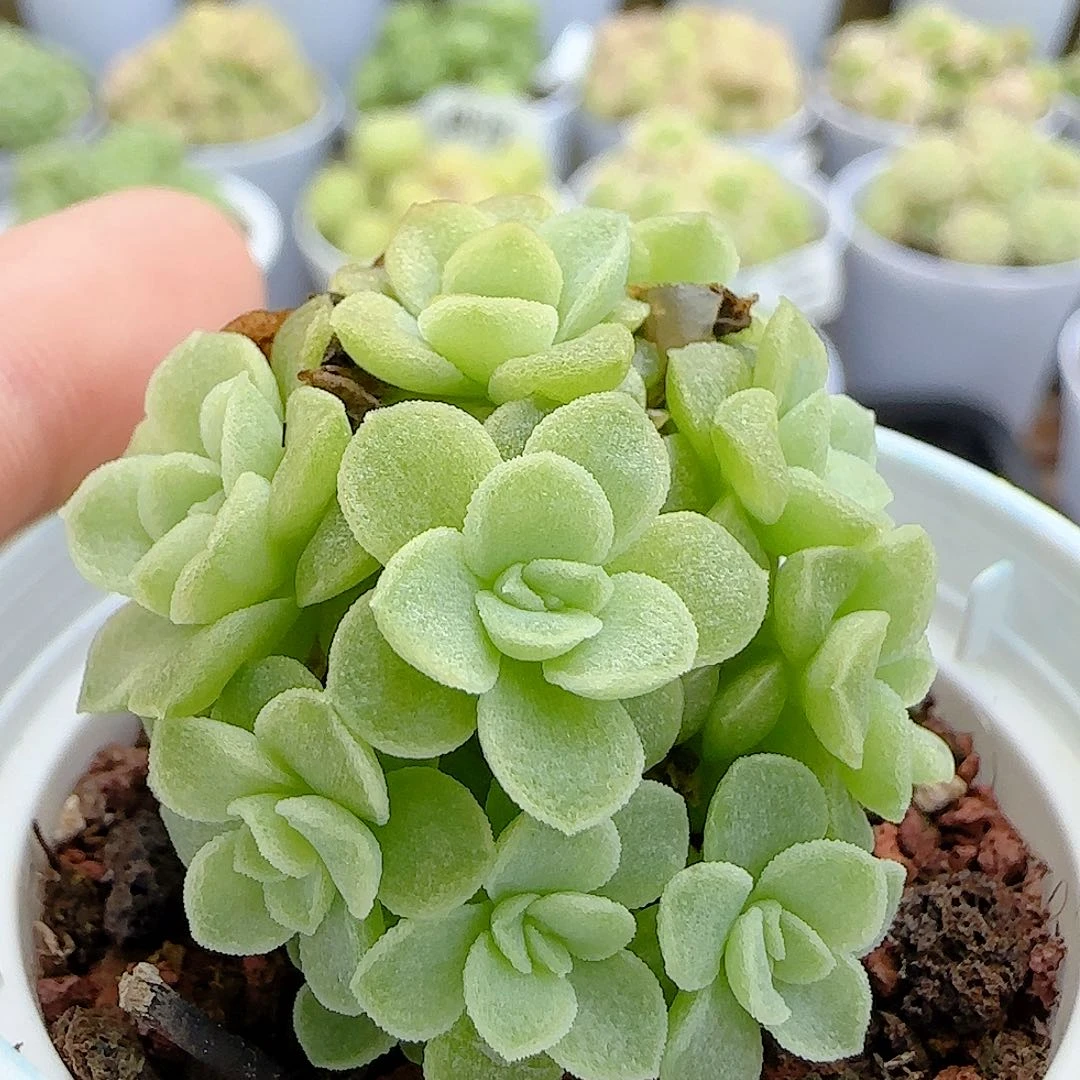 【闪购商品】0716-14优选麦杆