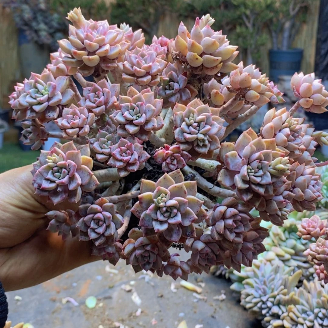 一***夏A59号粉布偶老桩