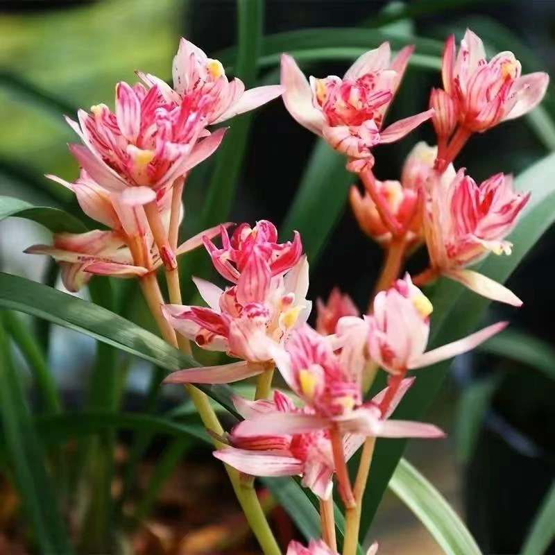 建兰-金边牡丹 裸根发货 自然棚养殖兰花