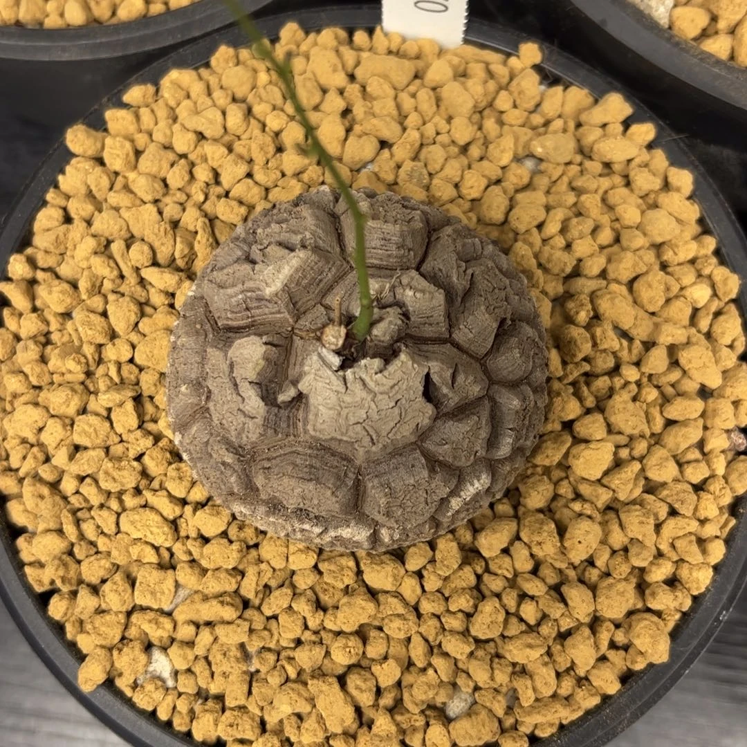 精品盆栽养定的龟甲龙270号