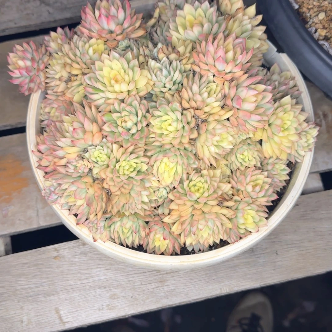 多肉植物多肉植物