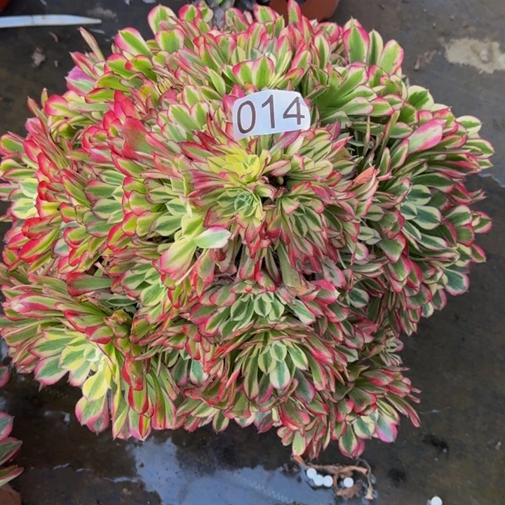 000000000014绿体铜壶