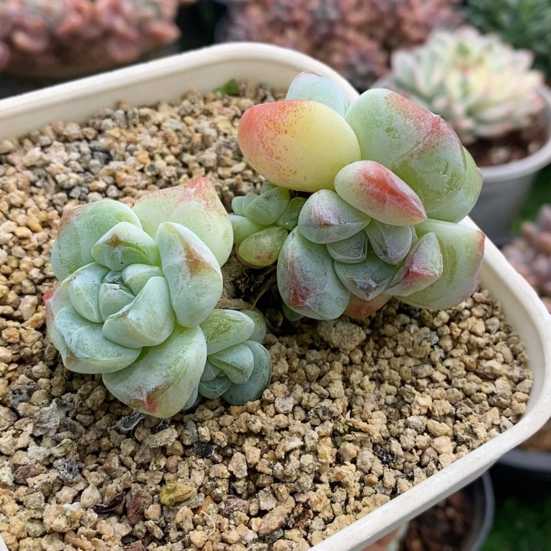 冰玉6头老桩无砍非偏远38包邮