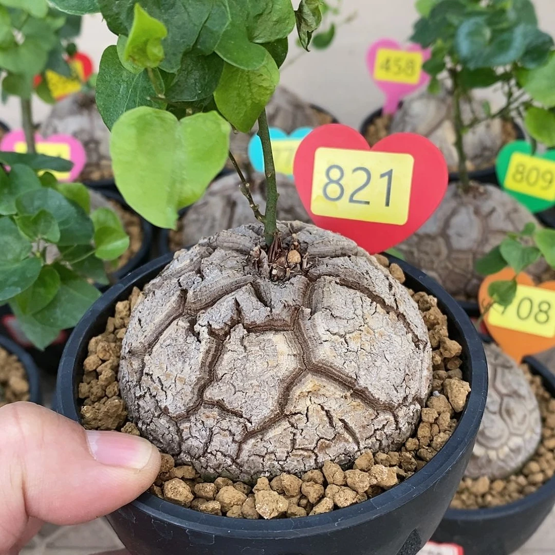 南非龟甲龙龟甲龙