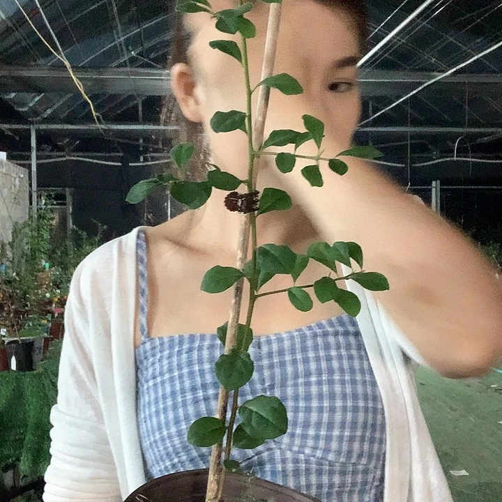 完全开放宇芸丸29.8