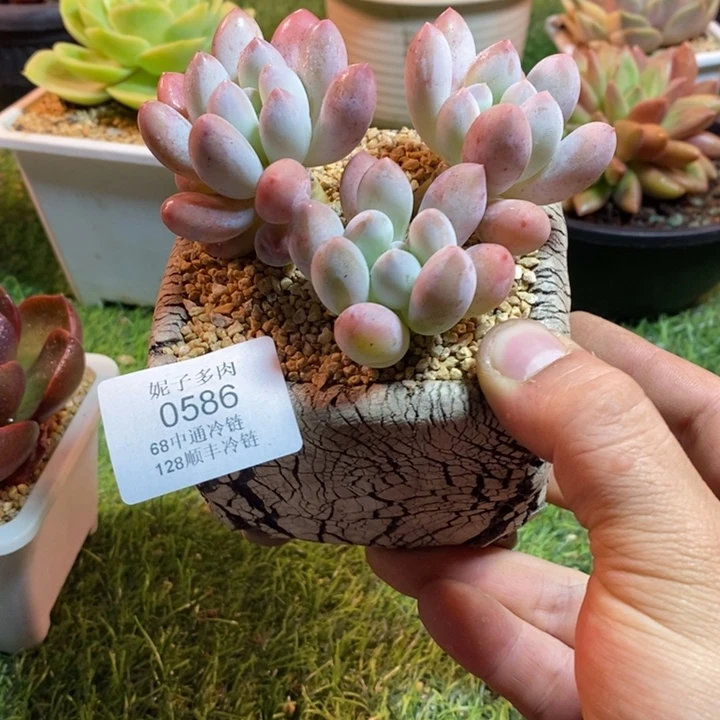 0586啊啊啊啊啊啊啊啊
