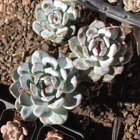 星哥今天中午的直播开始看