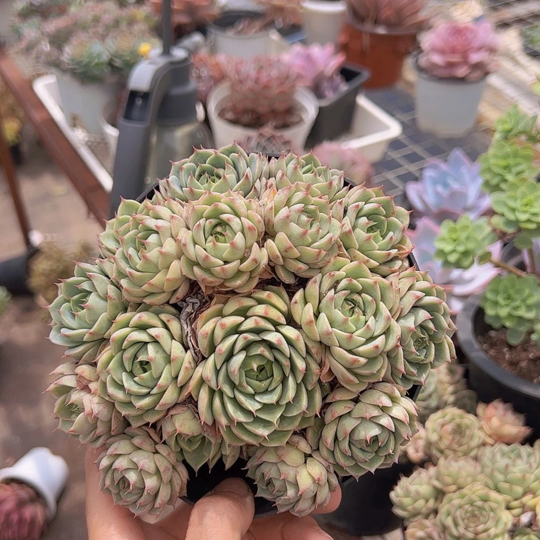 苯巴蒂斯多头大盆群生精品