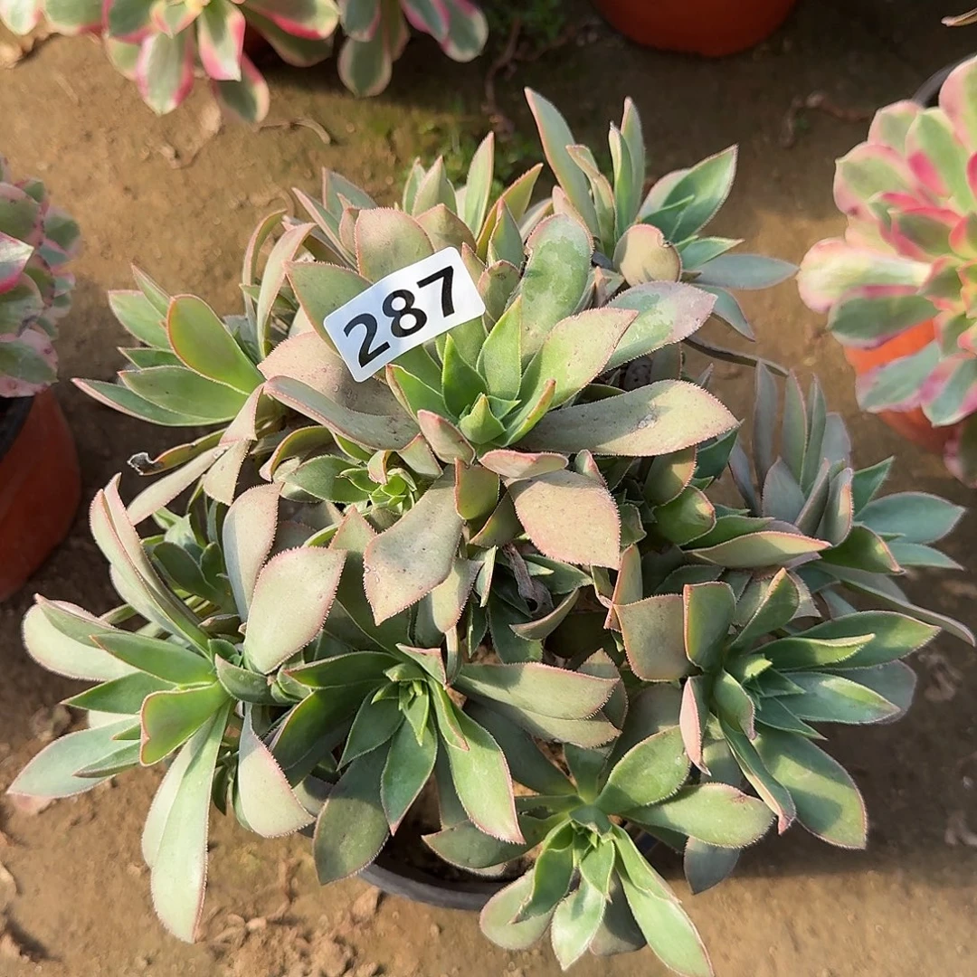 多肉植物红叶287号