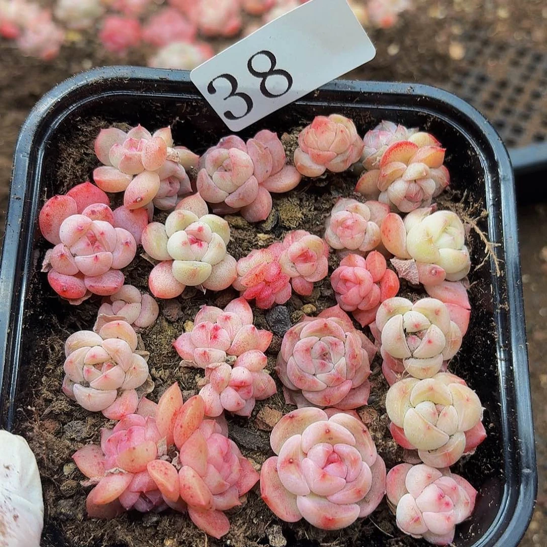 多肉植物多肉植物38