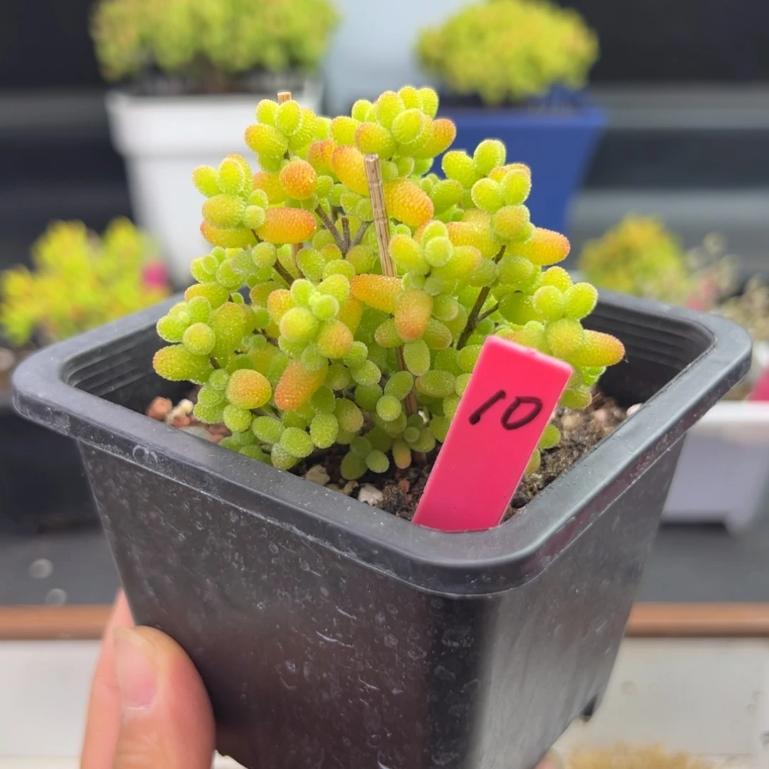 金桔糖球10号10cm盆