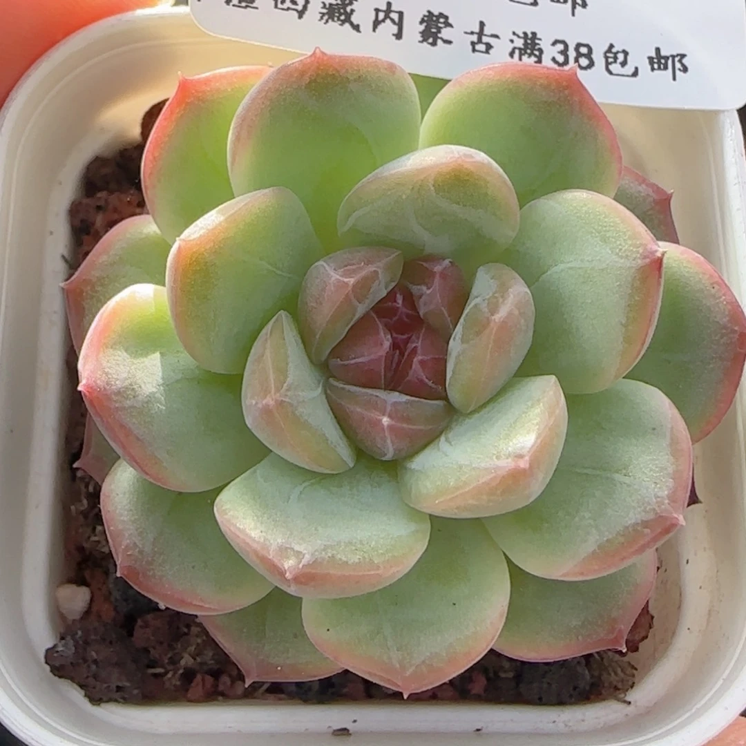 0611-45琴心琴心