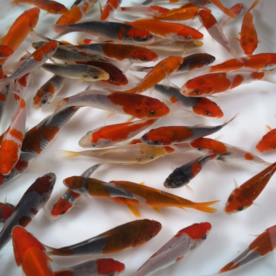 秋苗小鱼 一物一拍 淡水冷水观赏鱼