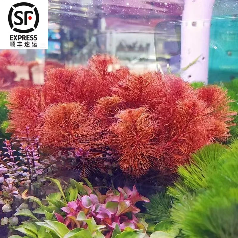 经典水草   红羽毛