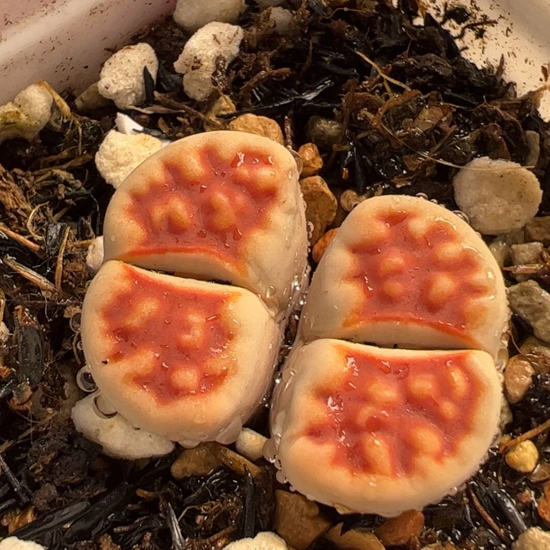 031多肉植物百科