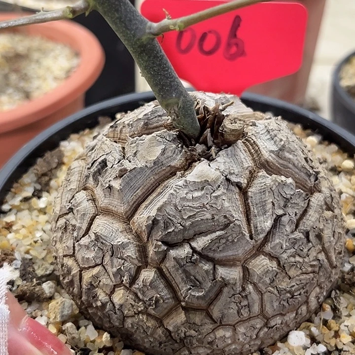 汤圆植物龟甲龙006黑皮龟