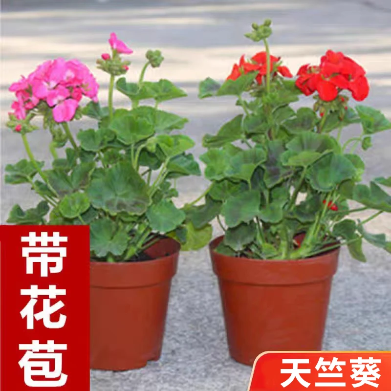天竺葵盆栽带花苞花苗重瓣四季开花室内阳台庭院好养花卉耐寒绿植