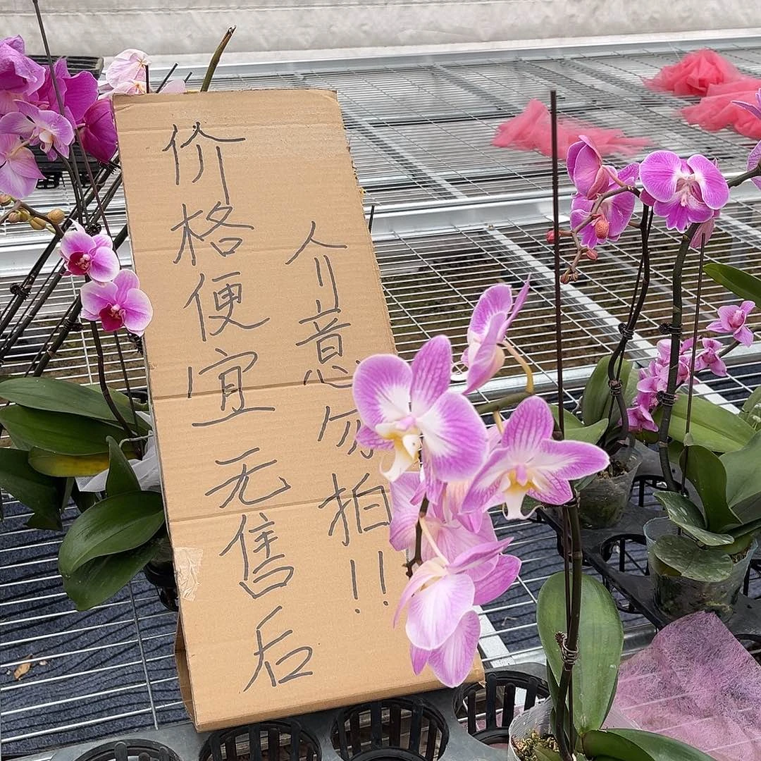 然***姥完全开放蝴蝶兰花后苗 1 个不售后