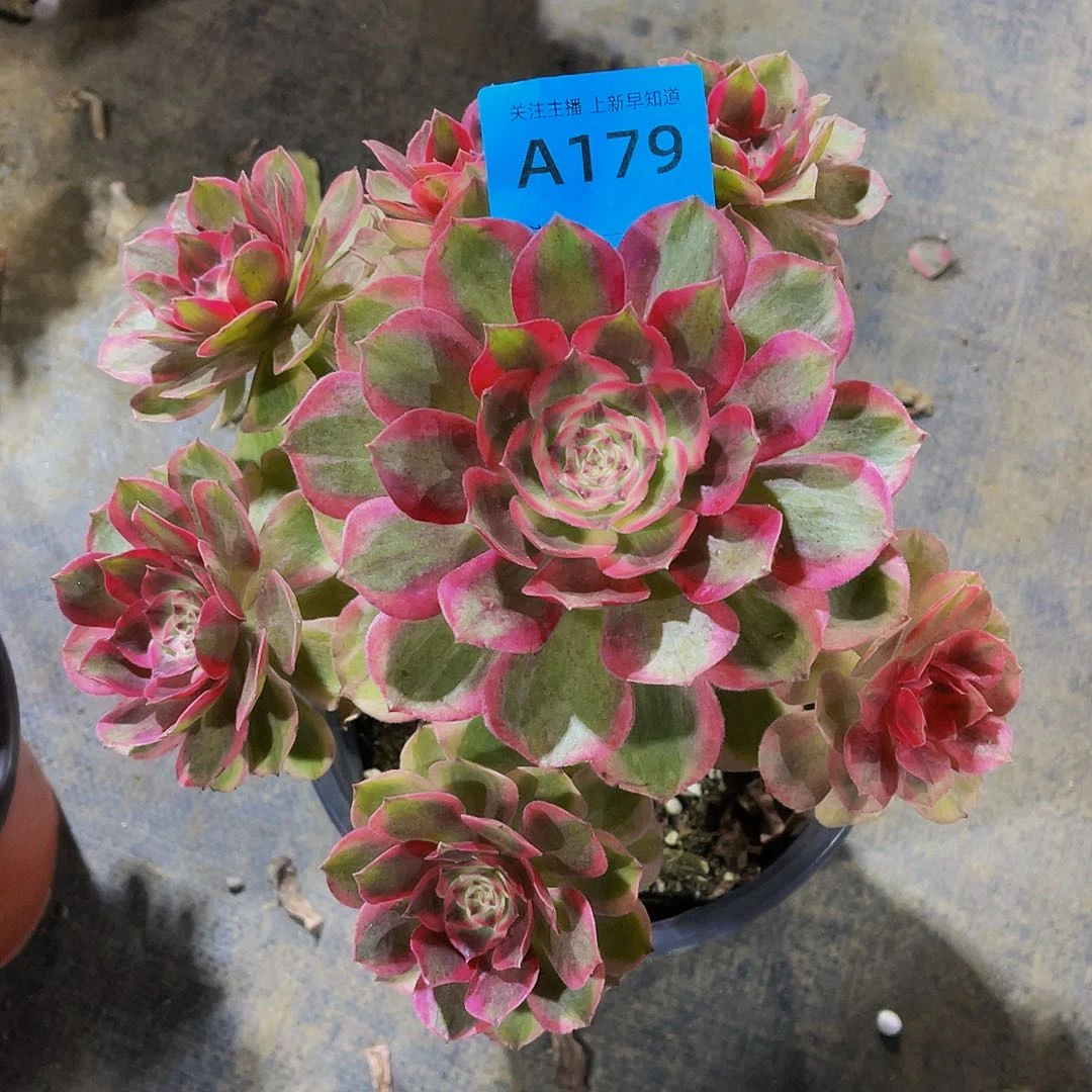 云河179拖土发货