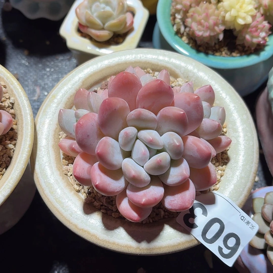 j***n香水多肉带盆发货603