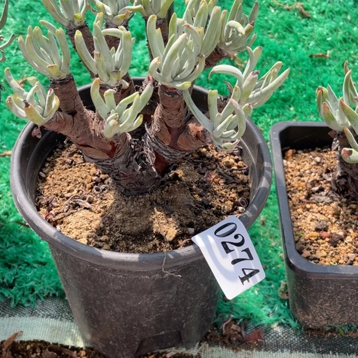 274号白鹭多肉植物