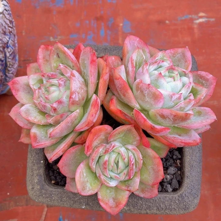 多肉贝壳一物一拍一4