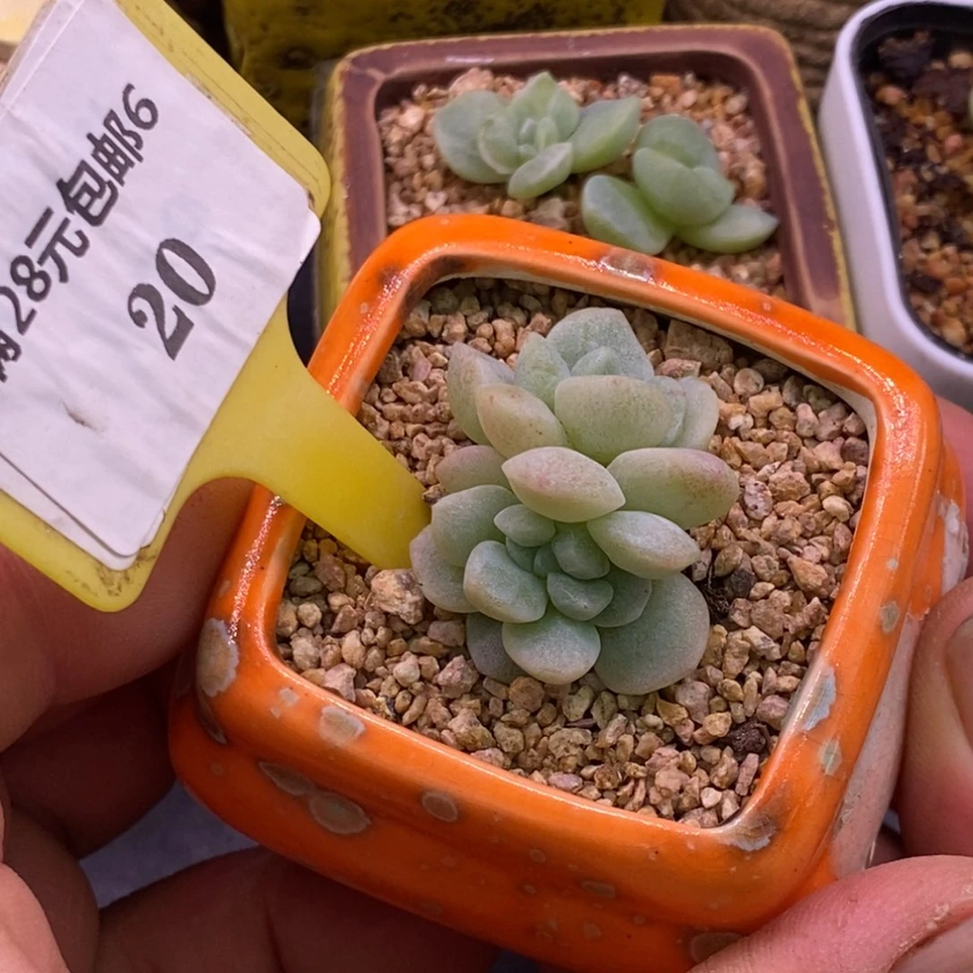 620冰玉石化朵朵缀化，开播福利