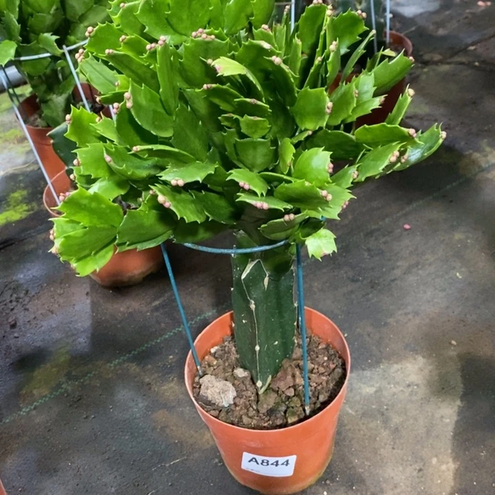 当前无花栽培后可以开花言844海浪