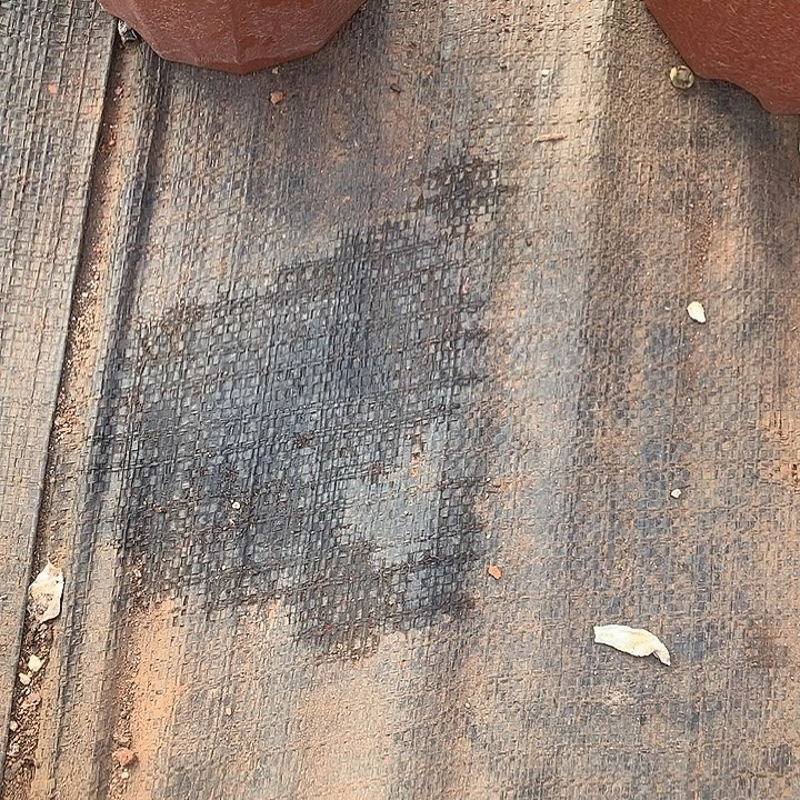 板***主89千代田一物一拍多肉