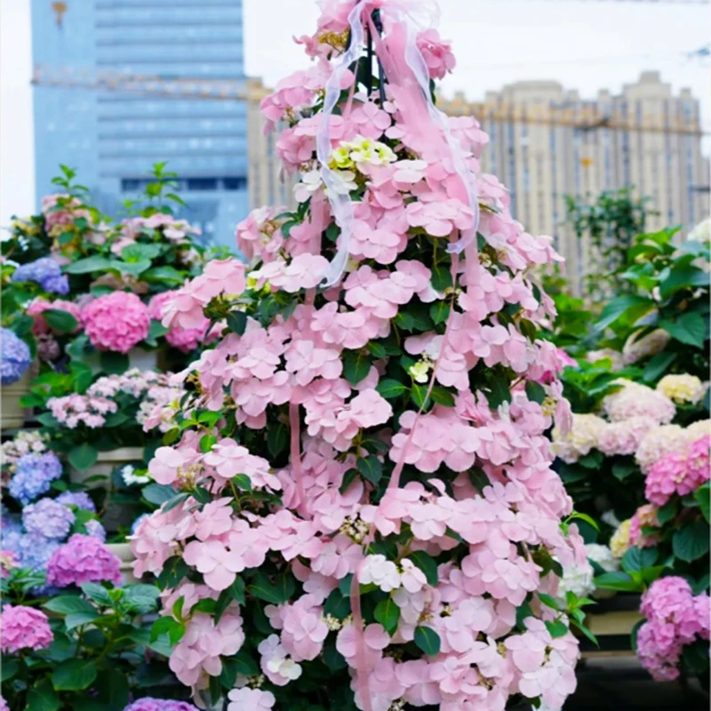 【桃子专属】爬藤绣球 1加仑 阳台庭院老桩地栽绣球花盆栽