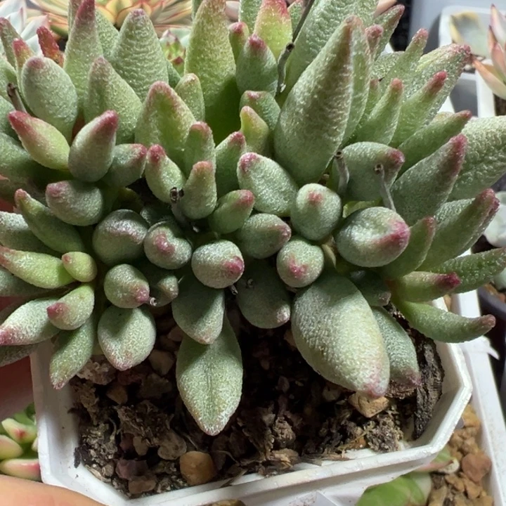 大红嘴多肉植物1951