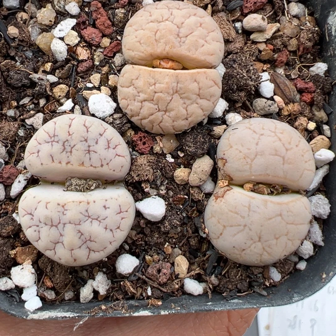 10.18好看的多肉脱土发货699
