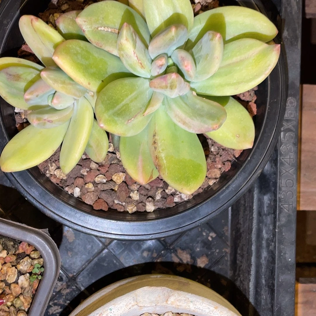 曾***节多肉植物一物一拍