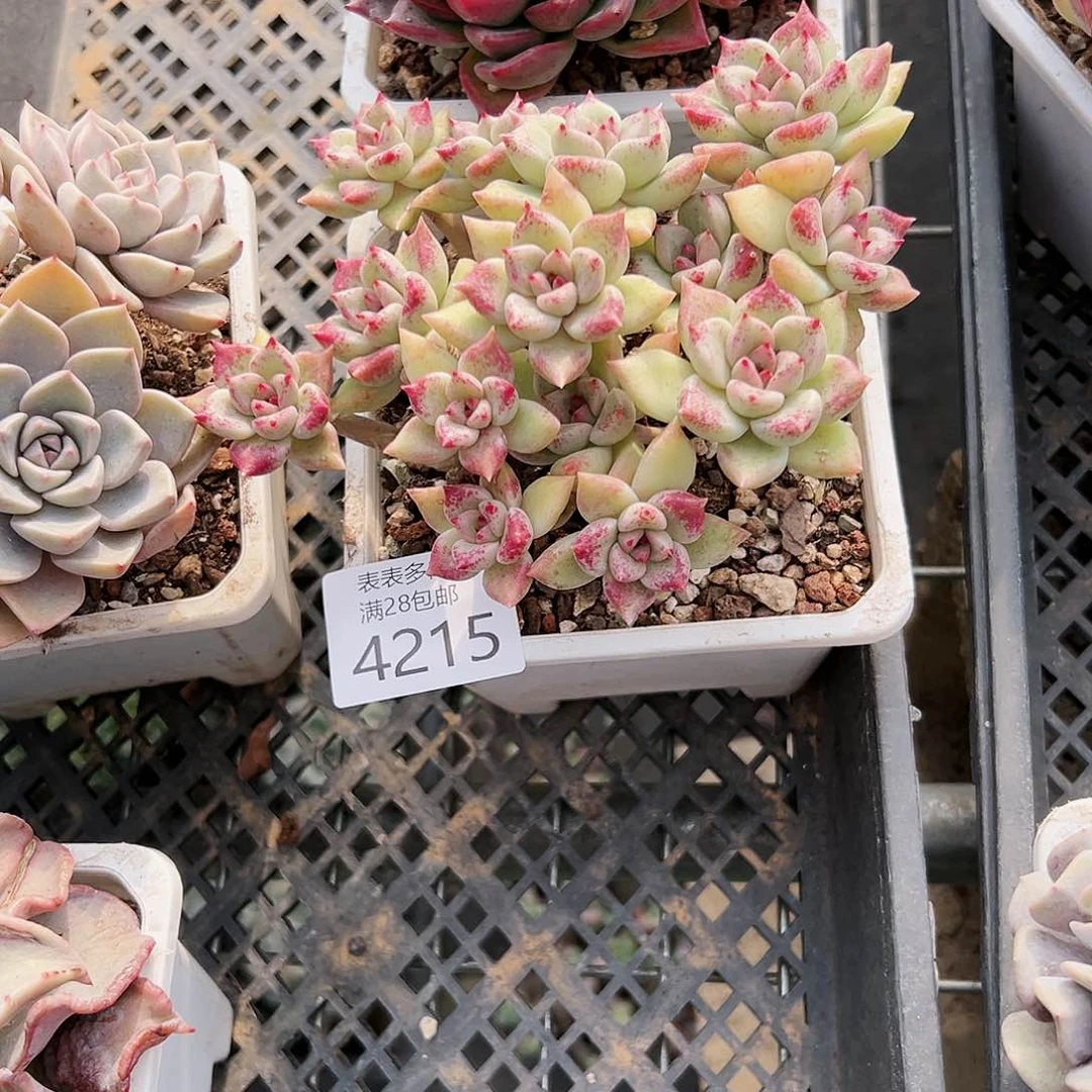 9号@****?我们的确是一4215