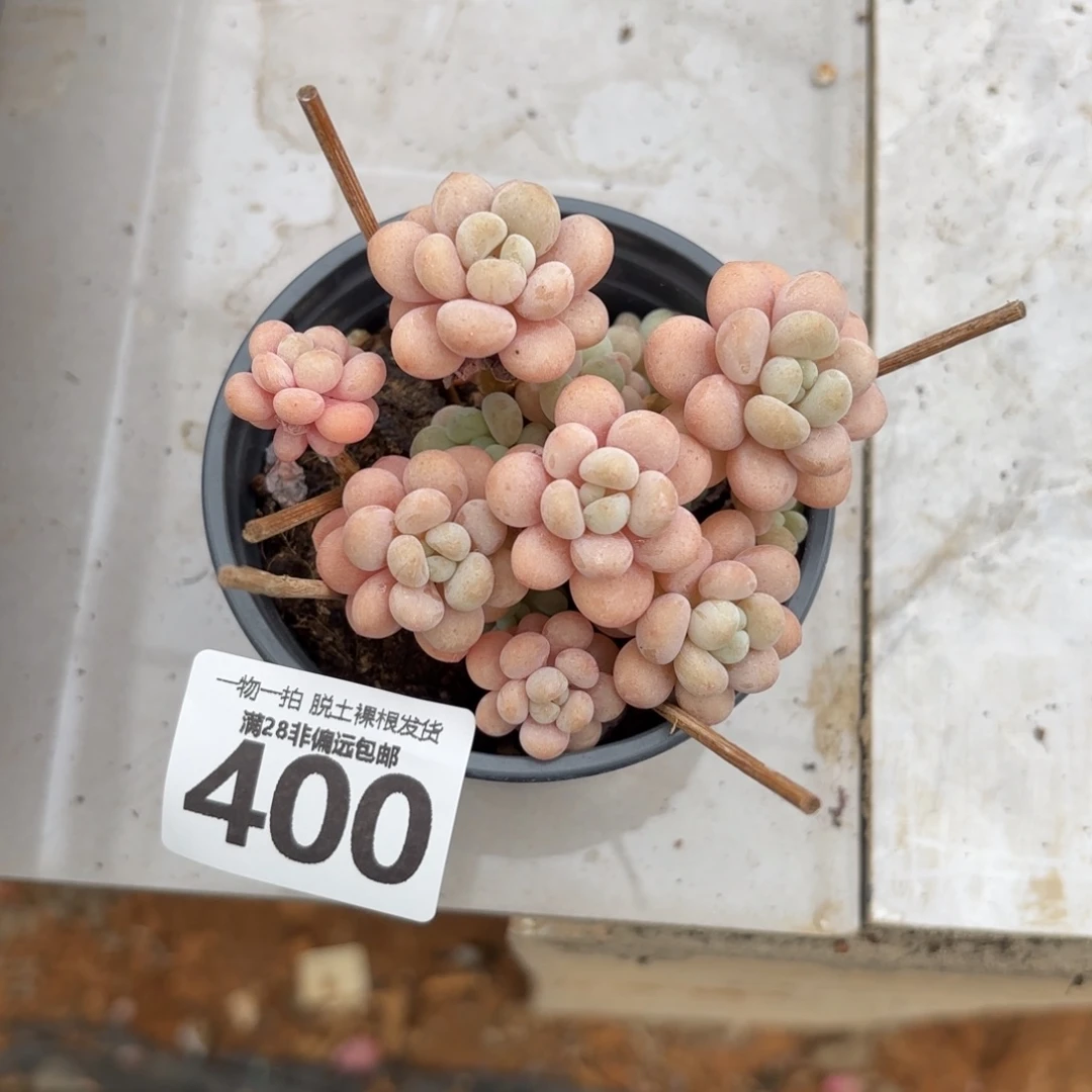 韩系洛可可无盆土发货