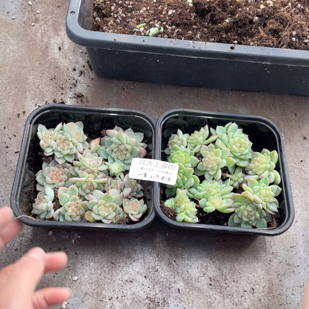 软***糖糕大上多肉植物428