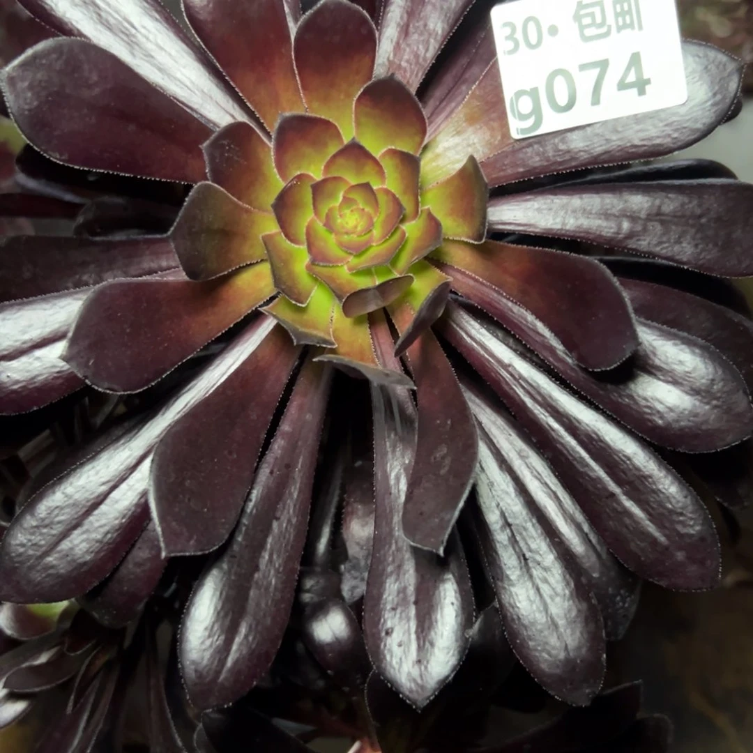 074墨法师多肉法师