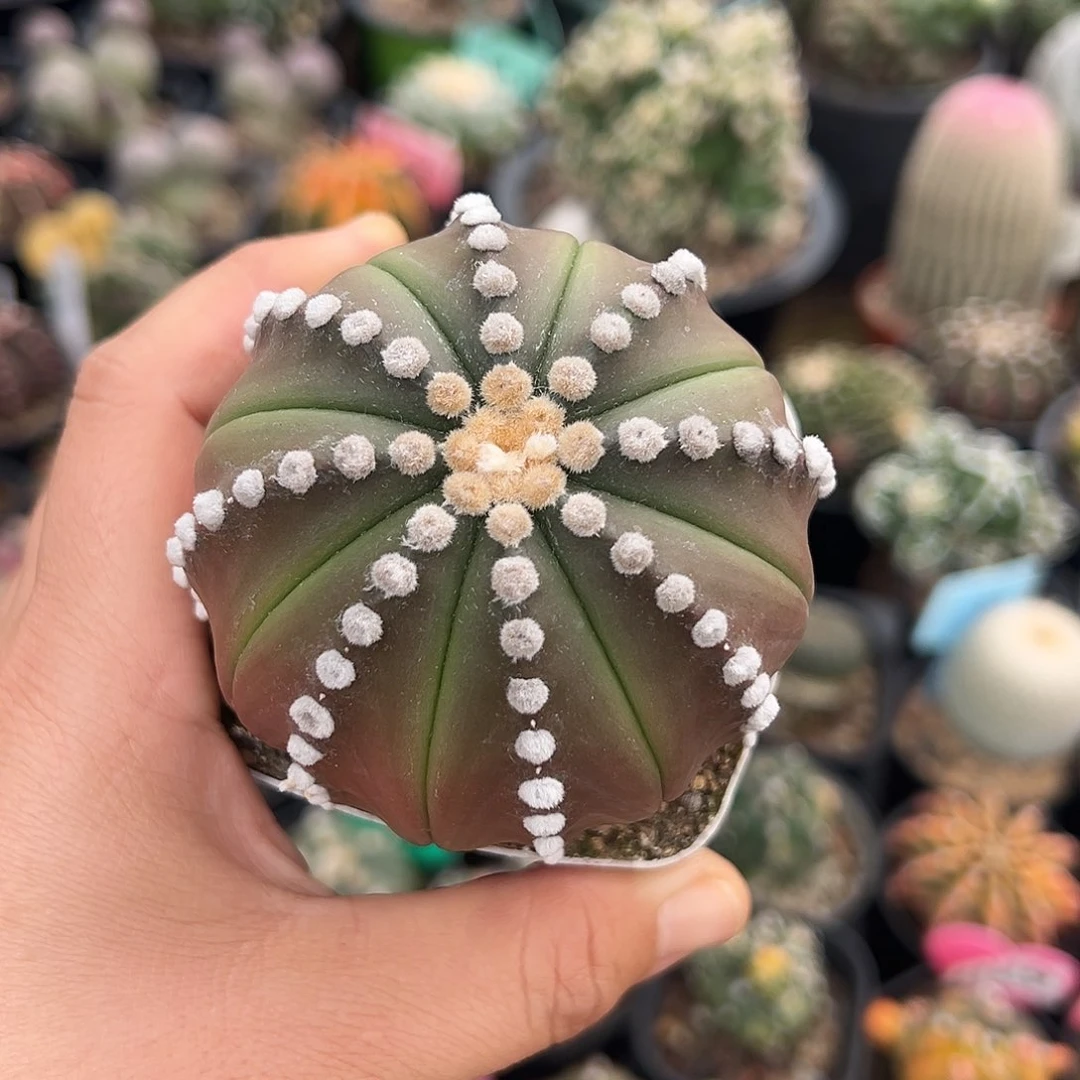 生气啦呃呃呃呃呃呃呃呃摸呢