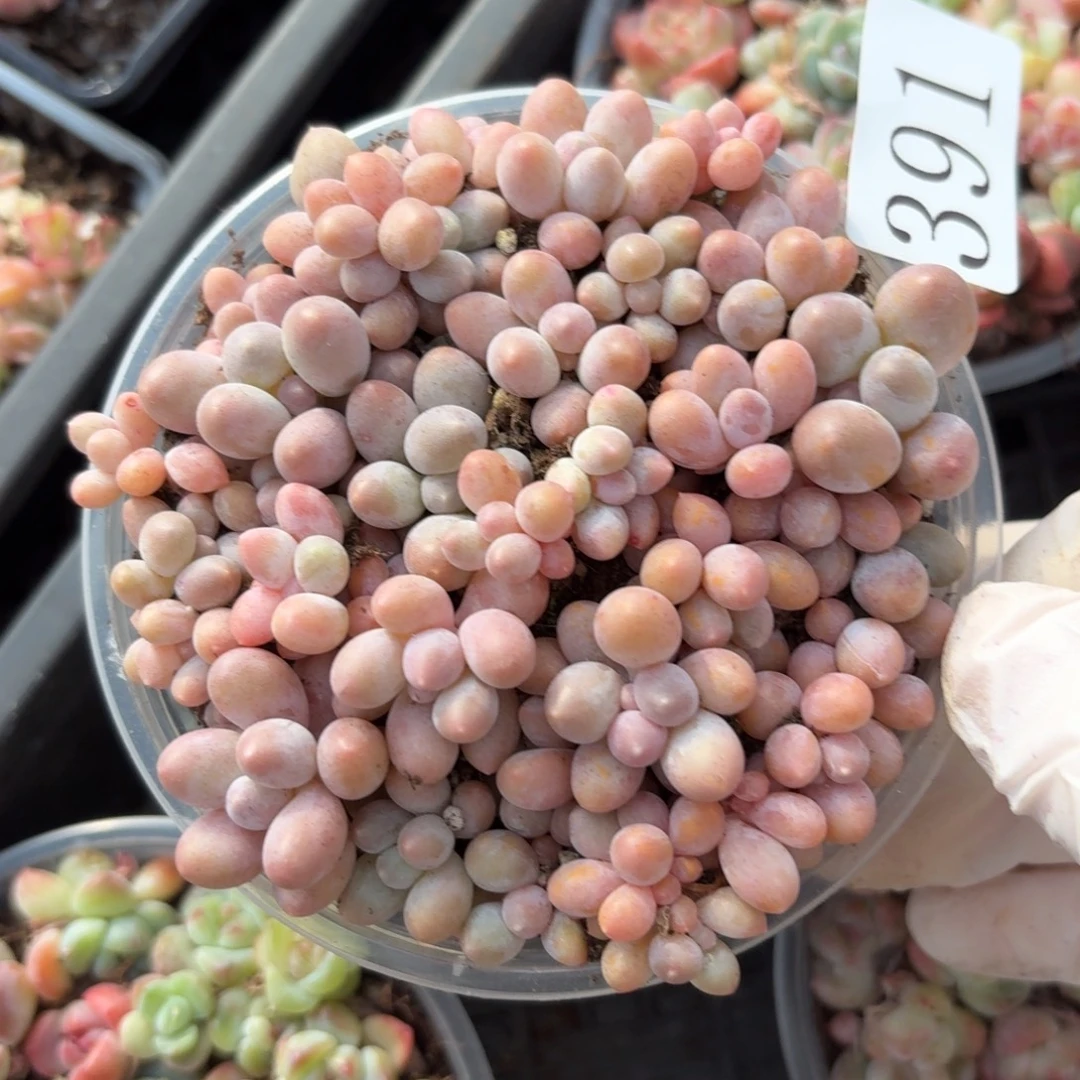 多肉植物多肉植物391