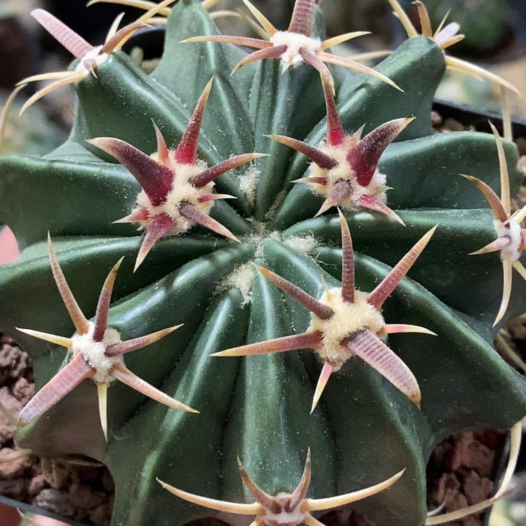 孤品实生特选顶级短豪刺宽刺王凌波（刺宽0.55cm）