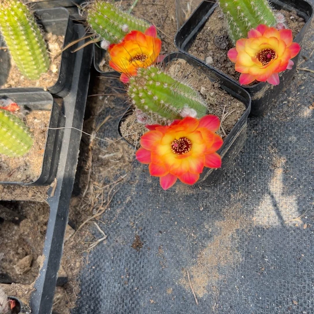 白檀仙人球370单颗带跟