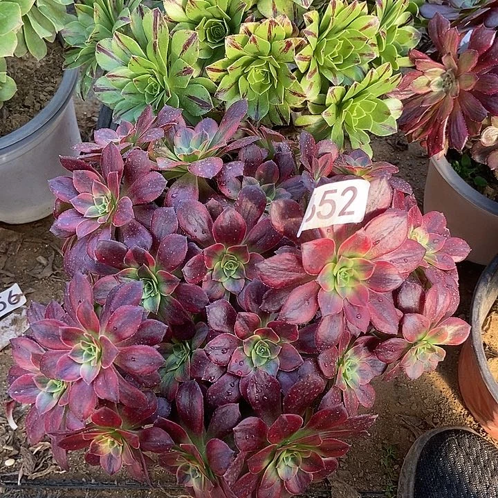 安娜 碧火朵朵652多肉不包断