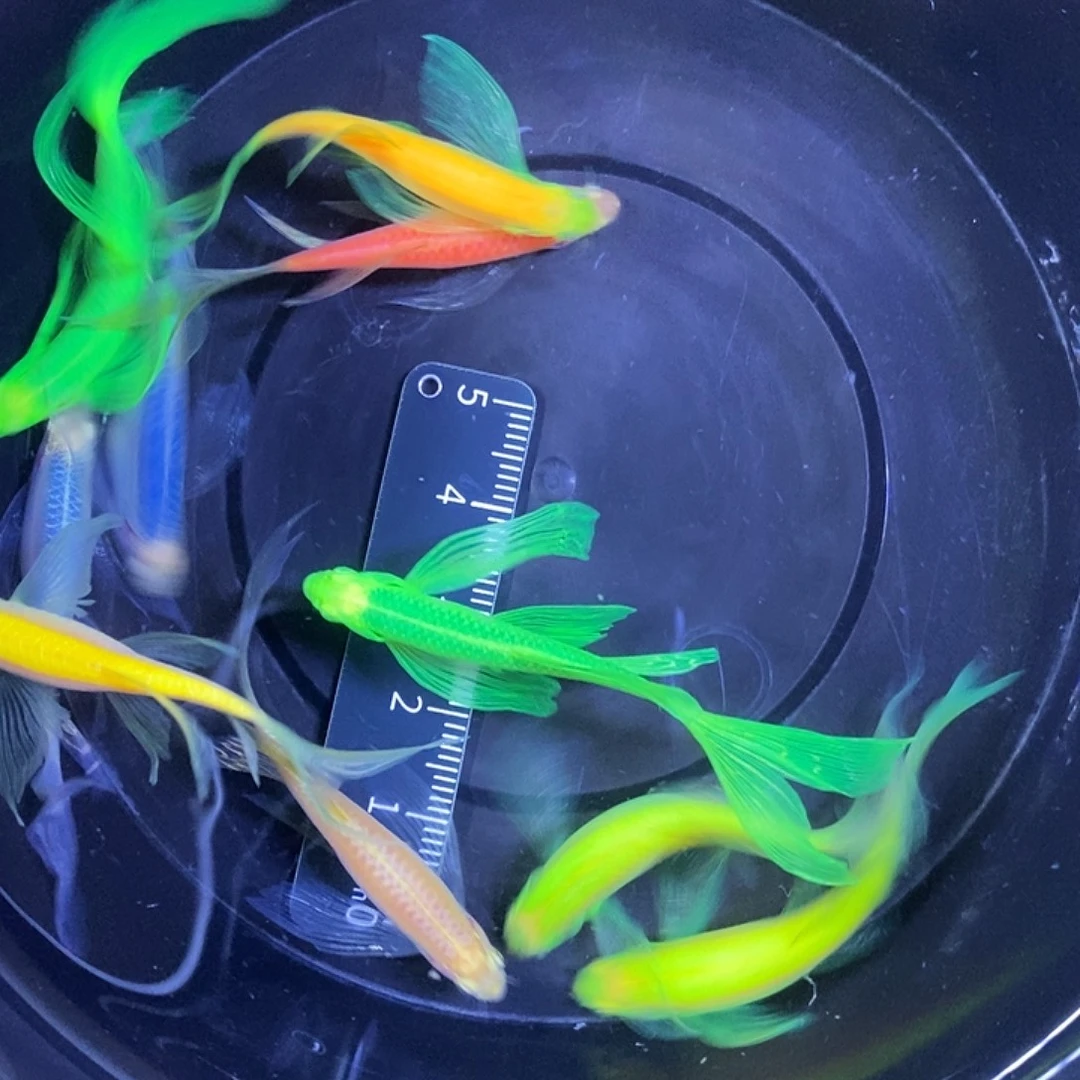 斑马鱼蝶翼斑马4-5厘米10条