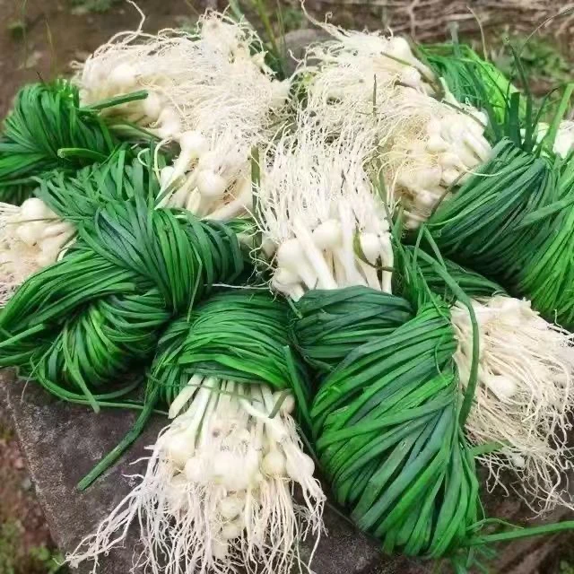 贵州新鲜现挖野葱小根蒜时令野菜冷链保鲜发货